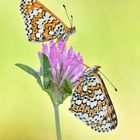 Wegerich Scheckenfalter - Melitaea cinxia #4