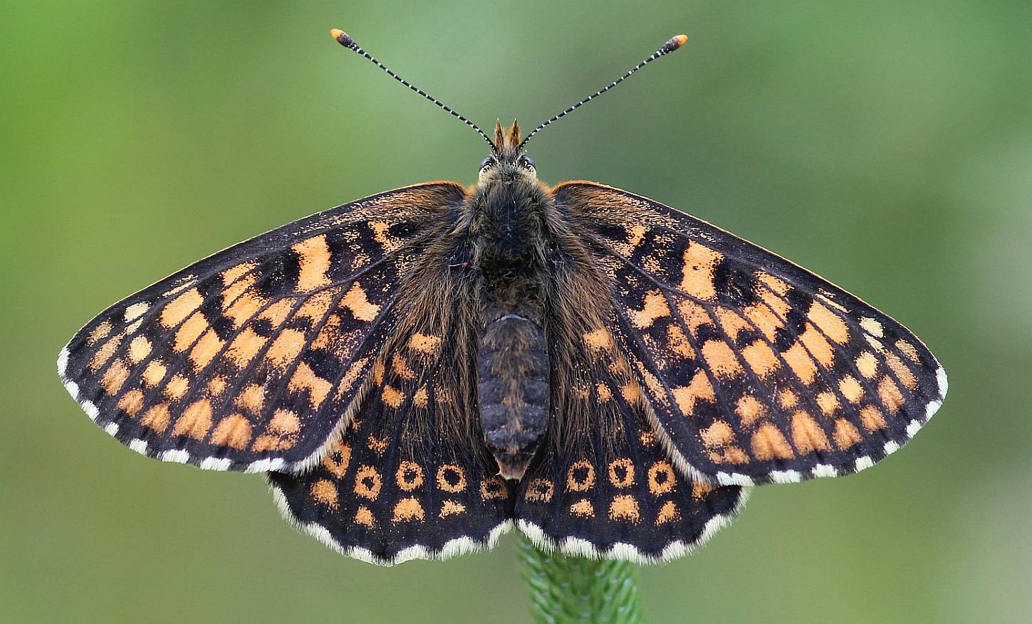 Wegerich Scheckenfalter - Melitaea cinxia