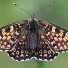 Wegerich Scheckenfalter - Melitaea cinxia