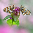 Wegerich Scheckenfalter - Melitaea cinxia