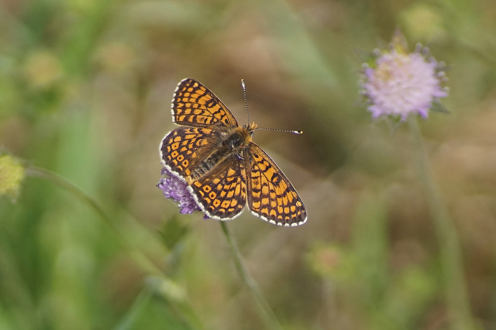 Wegerich-Scheckenfalter (Melitaea cinxia)