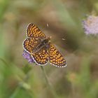 Wegerich-Scheckenfalter (Melitaea cinxia)