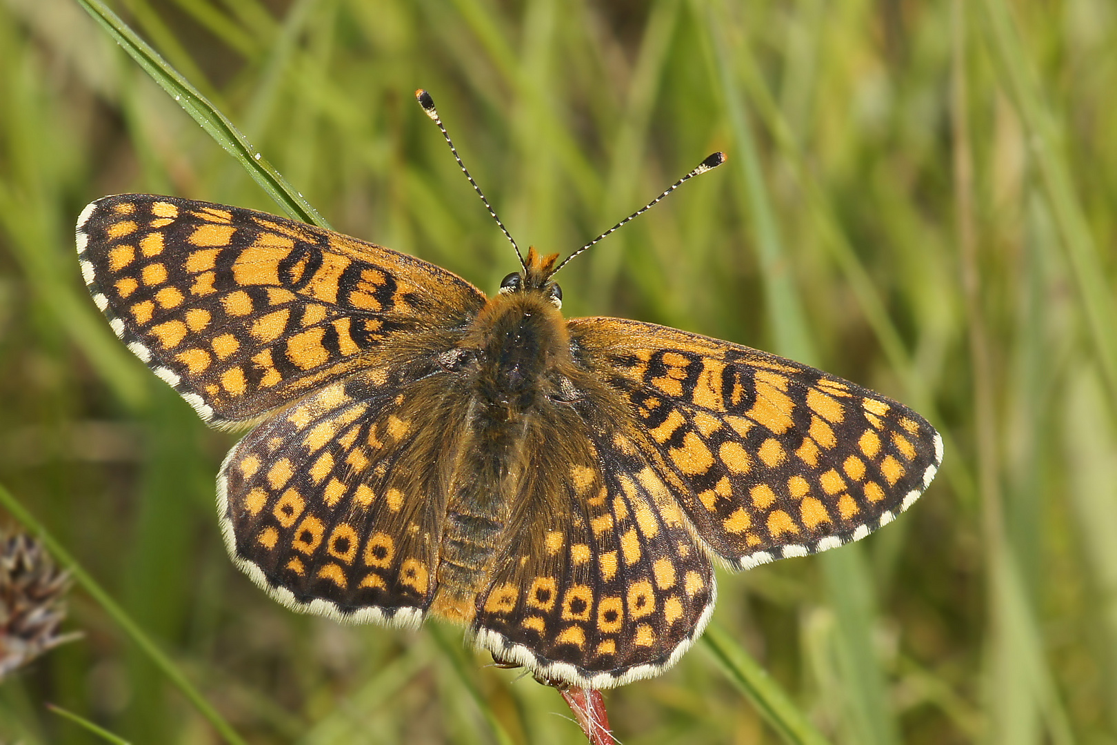 Wegerich-Scheckenfalter (Melitaea cinxia)