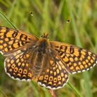 Wegerich-Scheckenfalter (Melitaea cinxia)