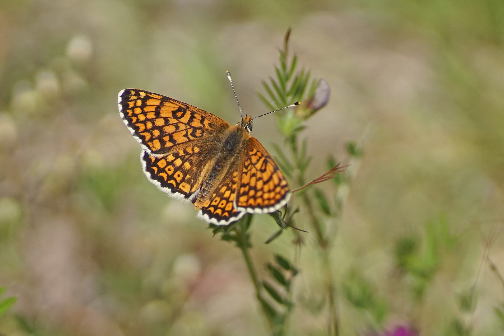 Wegerich-Scheckenfalter (Melitaea cinxia)