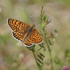 Wegerich-Scheckenfalter (Melitaea cinxia)