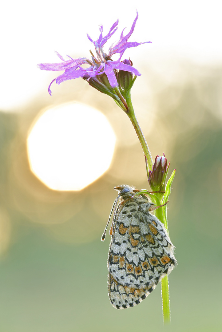 Wegerich Scheckenfalter - Melitaea cinxia #6