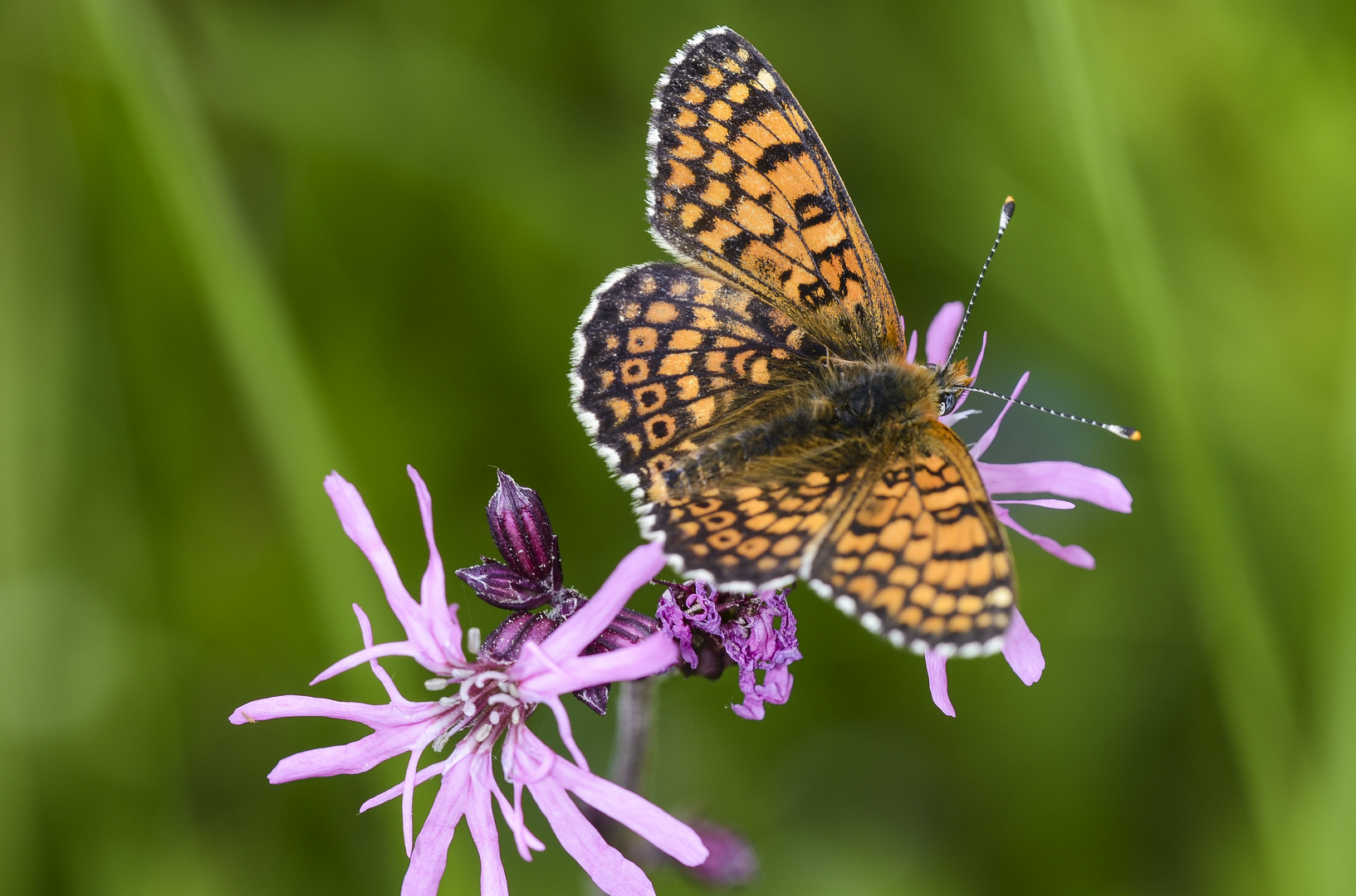 Wegerich-Scheckenfalter (melitaea cinxia)