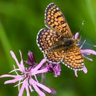 Wegerich-Scheckenfalter (melitaea cinxia)