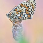 Wegerich Scheckenfalter - Melitaea cinxia #7