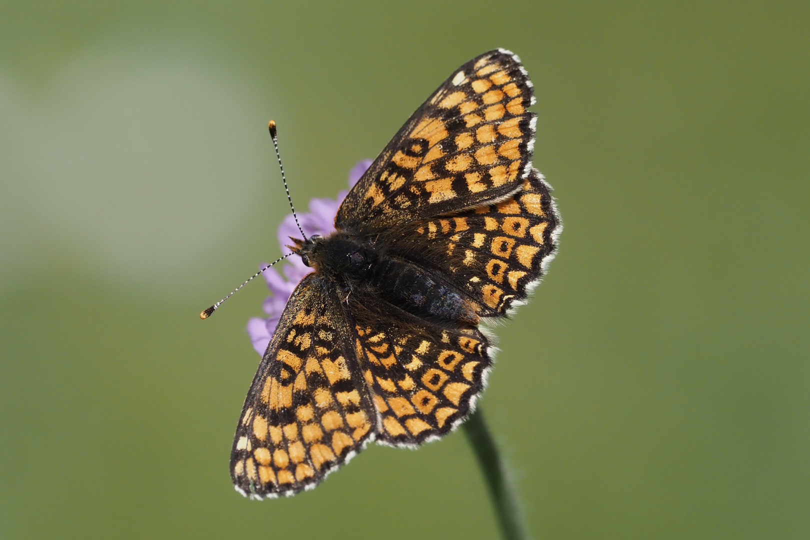 Wegerich-Scheckenfalter (Melitaea cinxia)