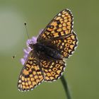 Wegerich-Scheckenfalter (Melitaea cinxia)