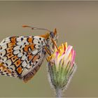 Wegerich-Scheckenfalter (Melitaea cinxia)