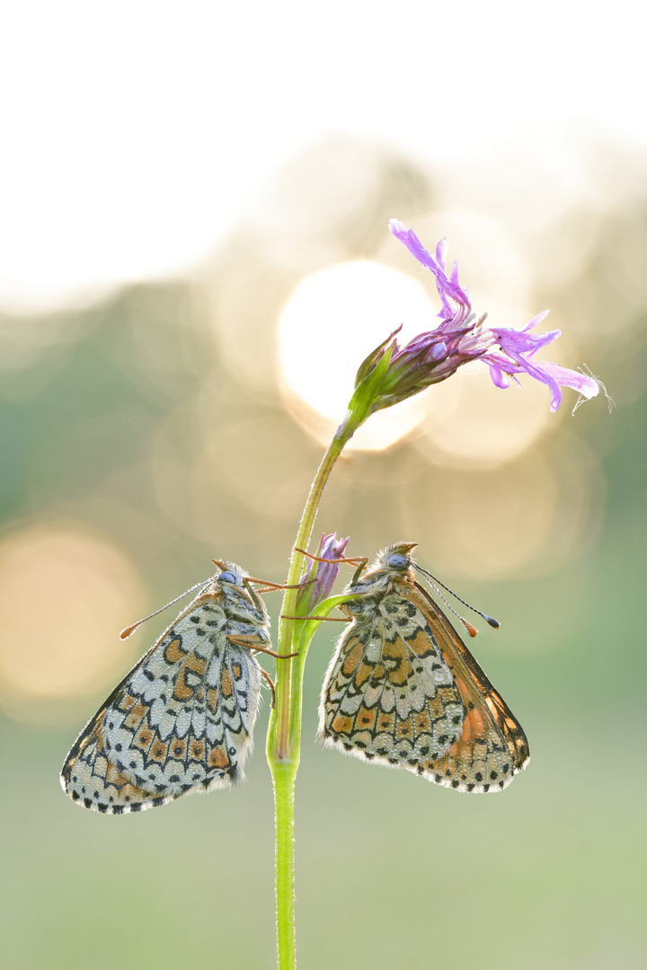 Wegerich Scheckenfalter - Melitaea cinxia #8