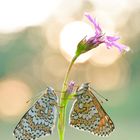 Wegerich Scheckenfalter - Melitaea cinxia #8