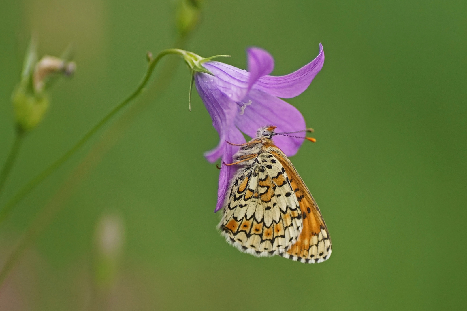 Wegerich-Scheckenfalter (Melitaea cinxia)