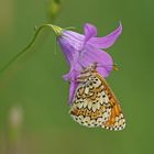 Wegerich-Scheckenfalter (Melitaea cinxia)