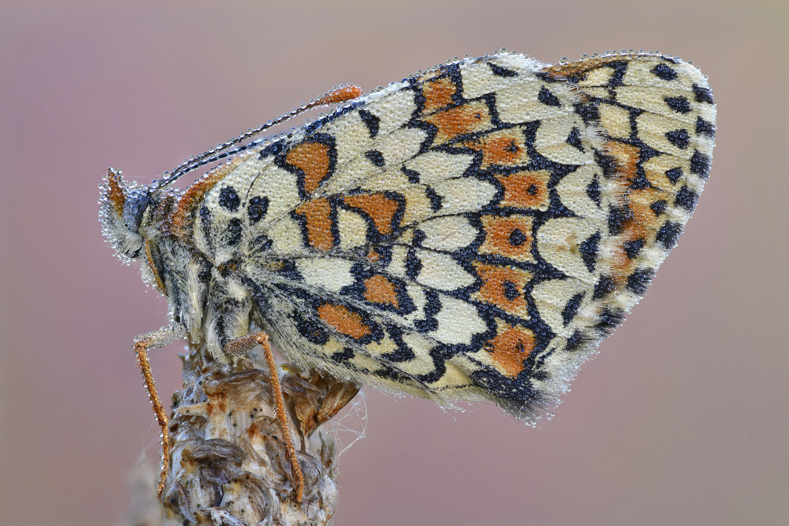 Wegerich Scheckenfalter - Melitaea cinxia #9