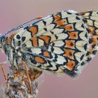 Wegerich Scheckenfalter - Melitaea cinxia #9