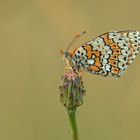 Wegerich-Scheckenfalter - Melitaea cinxia