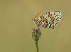 Wegerich-Scheckenfalter - Melitaea cinxia