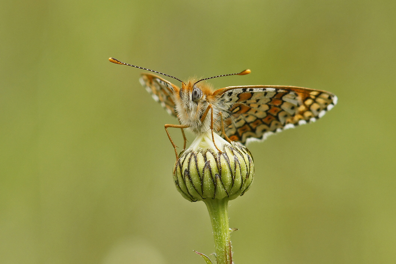 Wegerich-Scheckenfalter (Melitaea cinxia)