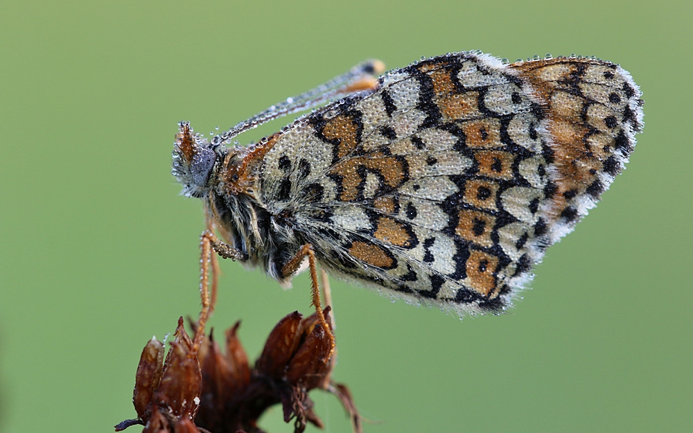 Wegerich-Scheckenfalter (Melitaea cinxia) 