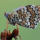 Wegerich-Scheckenfalter (Melitaea cinxia) 