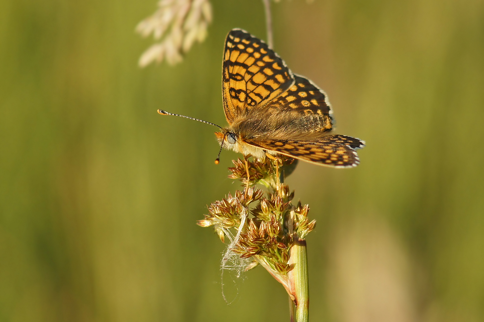 Wegerich-Scheckenfalter (Melitaea cinxia)