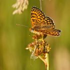 Wegerich-Scheckenfalter (Melitaea cinxia)