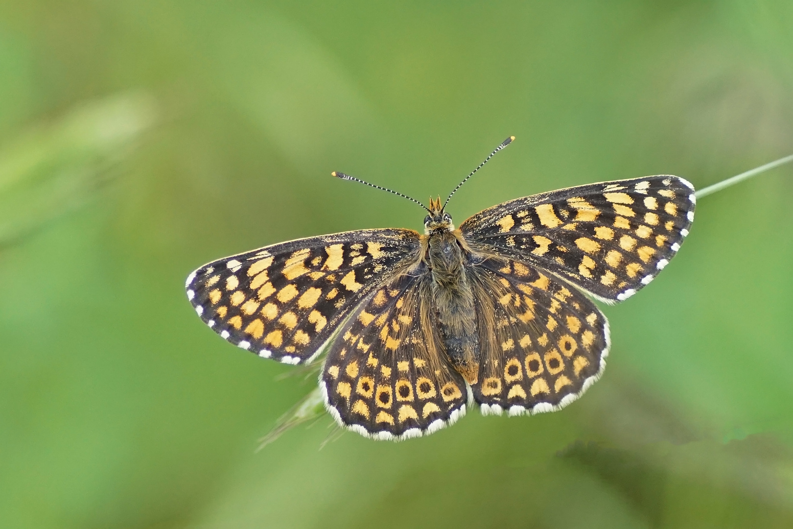 Wegerich-Scheckenfalter (Melitaea cinxia)