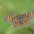 Wegerich-Scheckenfalter (Melitaea cinxia)