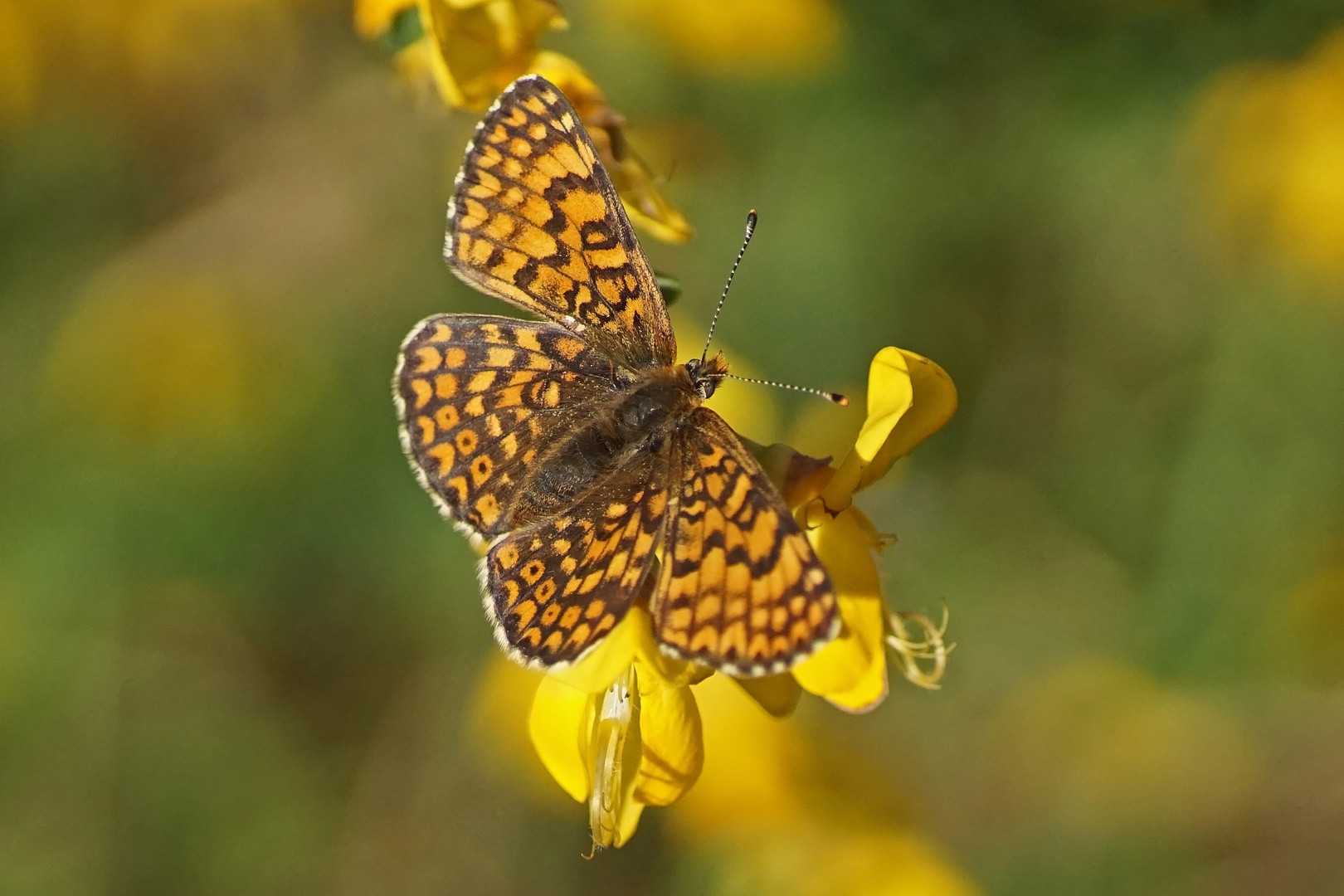 Wegerich-Scheckenfalter (Melitaea cinxia)