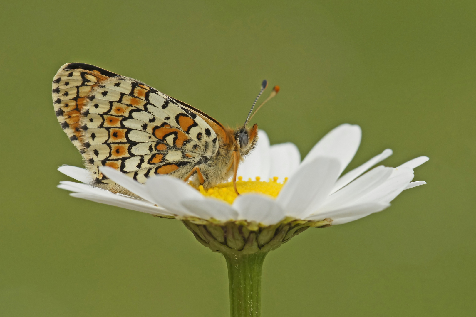 Wegerich-Scheckenfalter (Melitaea cinxia)