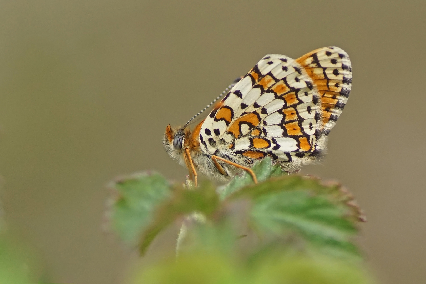 Wegerich-Scheckenfalter (Melitaea cinxia)