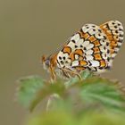 Wegerich-Scheckenfalter (Melitaea cinxia)