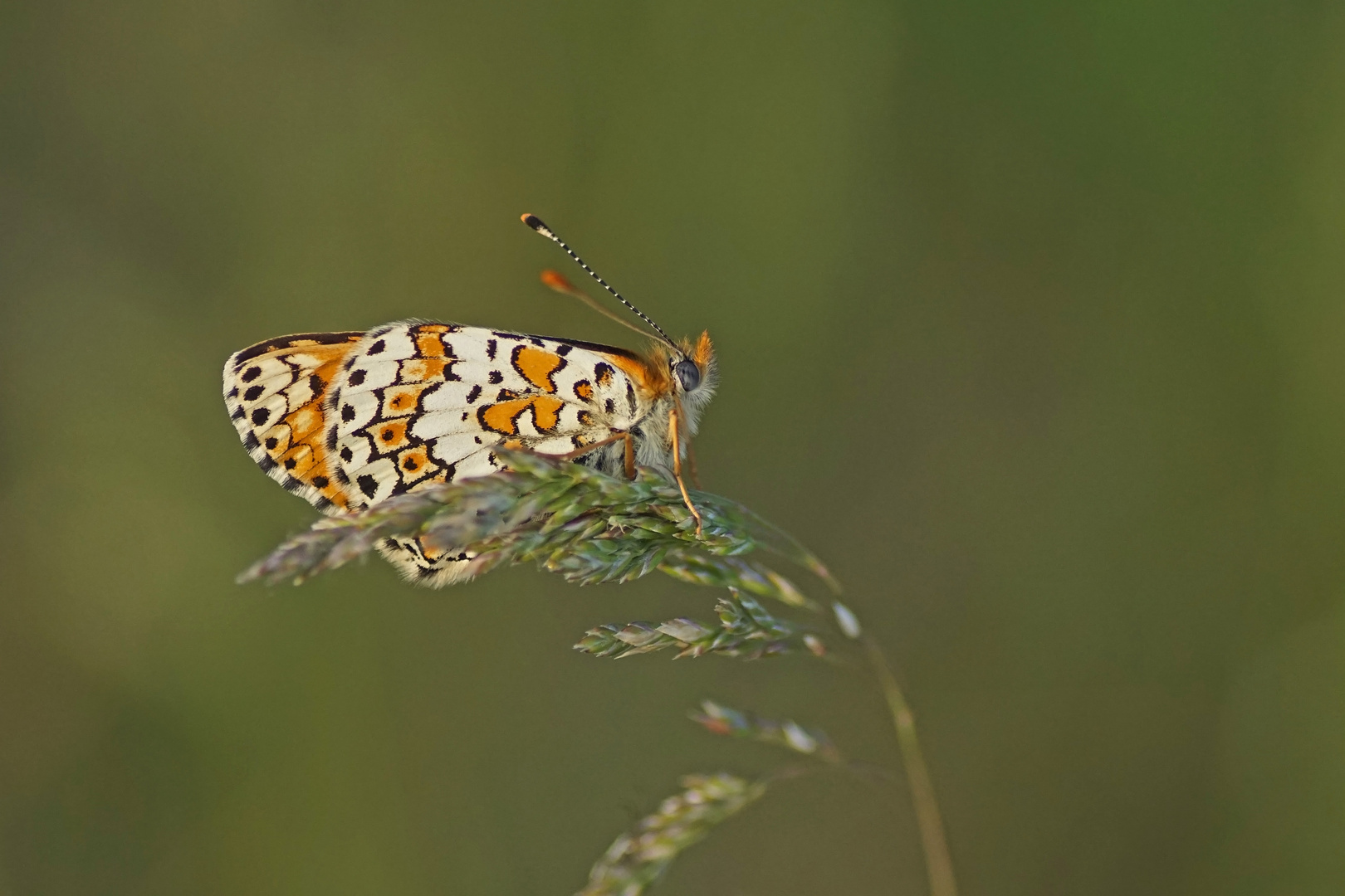 Wegerich-Scheckenfalter (Melitaea cinxia) der erste für 2024