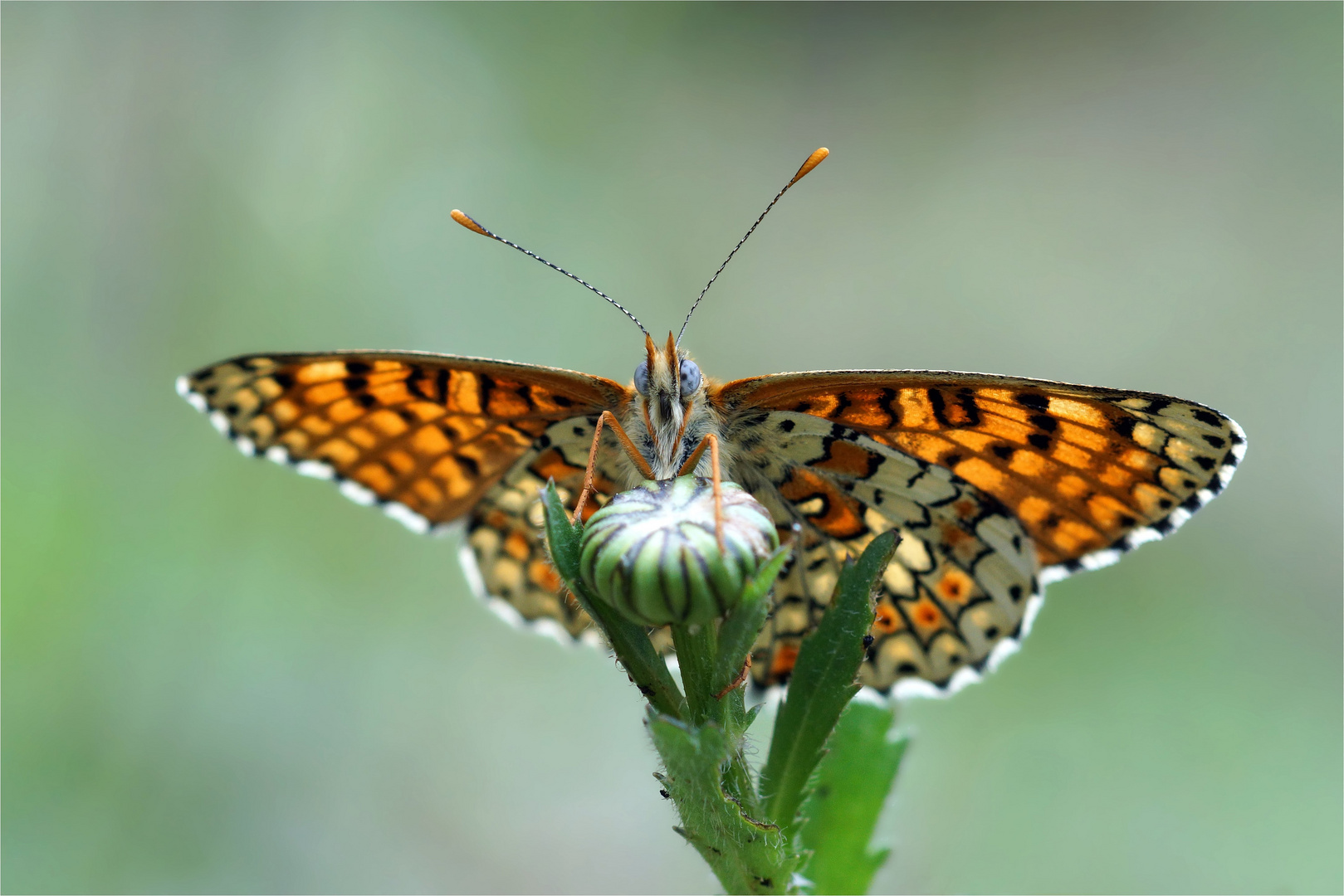 Wegerich-Scheckenfalter (Melitaea cinxia)