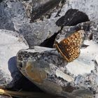 Wegerich-Scheckenfalter (Melitaea cinxia)