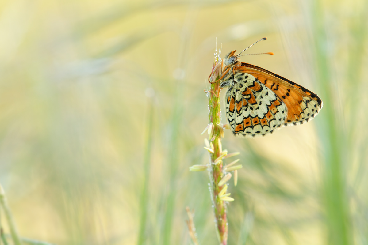 Wegerich-Scheckenfalter (Melitaea cinxia)