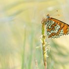 Wegerich-Scheckenfalter (Melitaea cinxia)