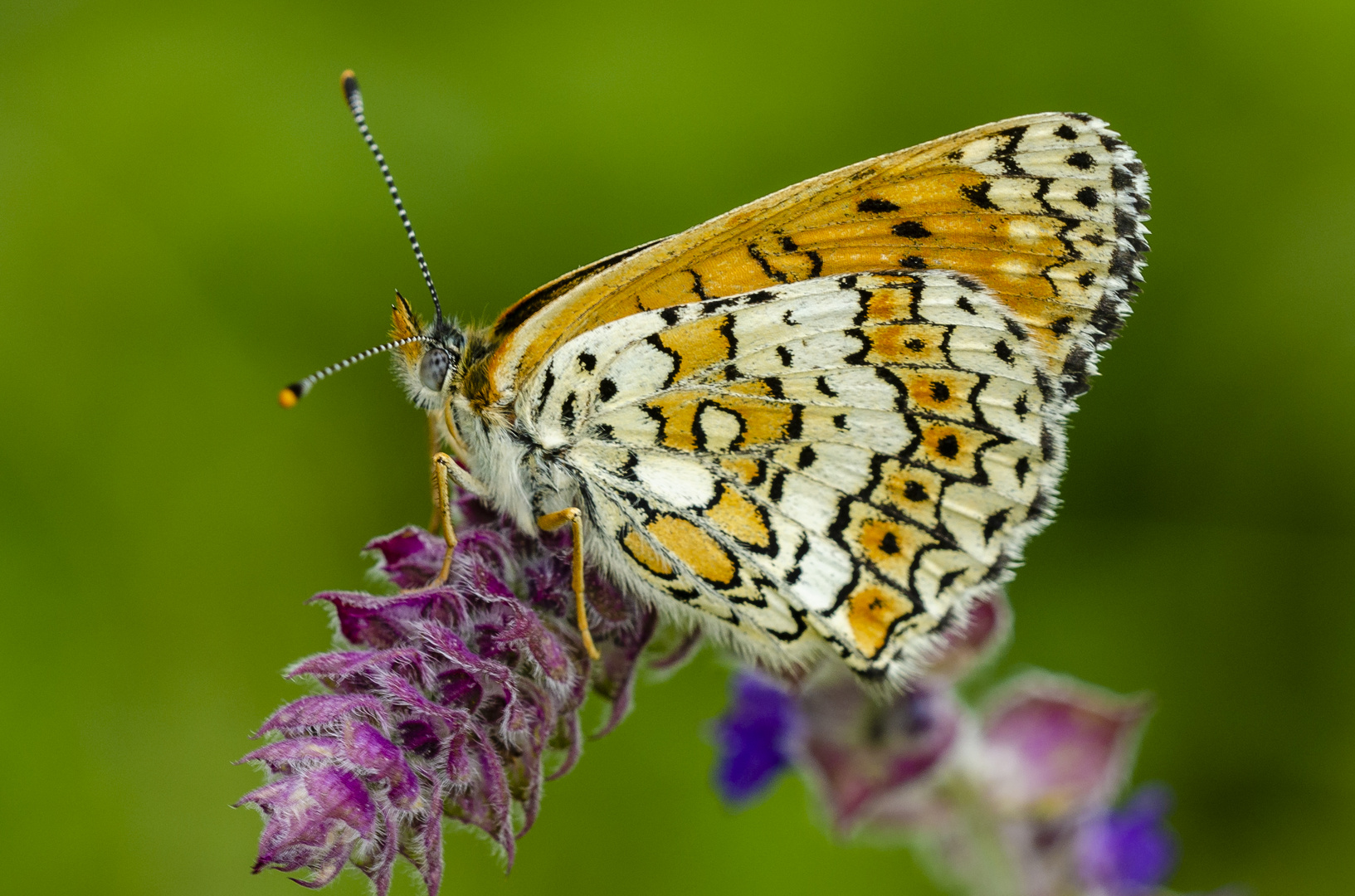 Wegerich-Scheckenfalter (Melitaea cinxia)