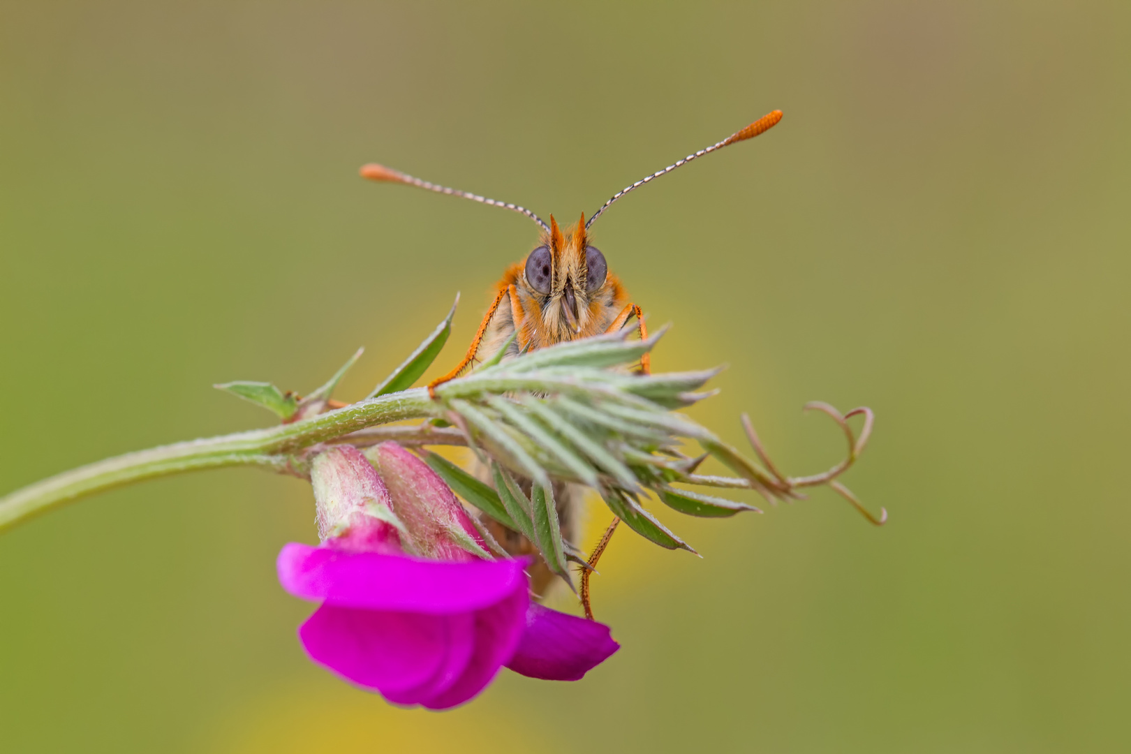 Wegerich-Scheckenfalter (Melitaea cinxia) frontal