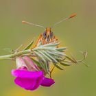 Wegerich-Scheckenfalter (Melitaea cinxia) frontal