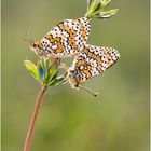 Wegerich-Scheckenfalter (Melitaea cinxia) I/15