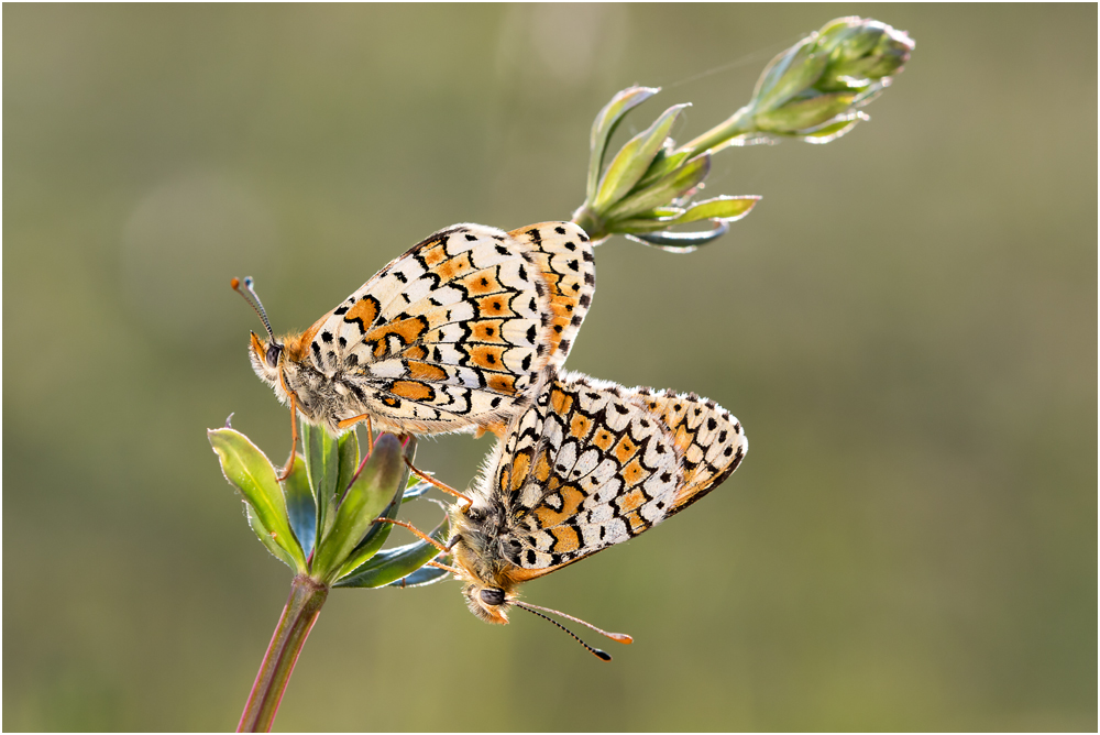 Wegerich-Scheckenfalter (Melitaea cinxia) I/15I