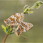 Wegerich-Scheckenfalter (Melitaea cinxia) I/15I