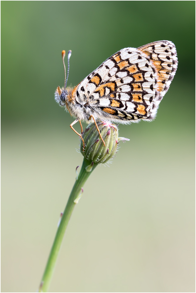 Wegerich-Scheckenfalter (Melitaea cinxia) III/15