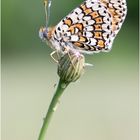 Wegerich-Scheckenfalter (Melitaea cinxia) III/15