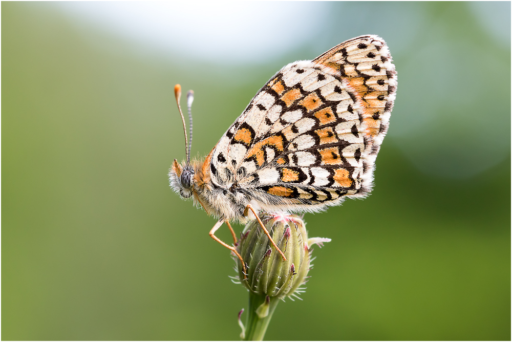 Wegerich-Scheckenfalter (Melitaea cinxia) IV/15